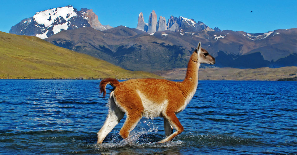 South-America-Patagonia-1-guanaco